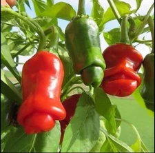 10+ SEEDS Peter Pepper Heirloom Hot pepper NON GMO Buy2get1FREE (add2incart)