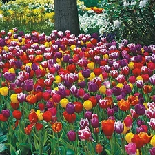 50 Tulip Bulbs for Fall Planting | Mixed Perennial Flower Tulip Bulbs Zones 3-8