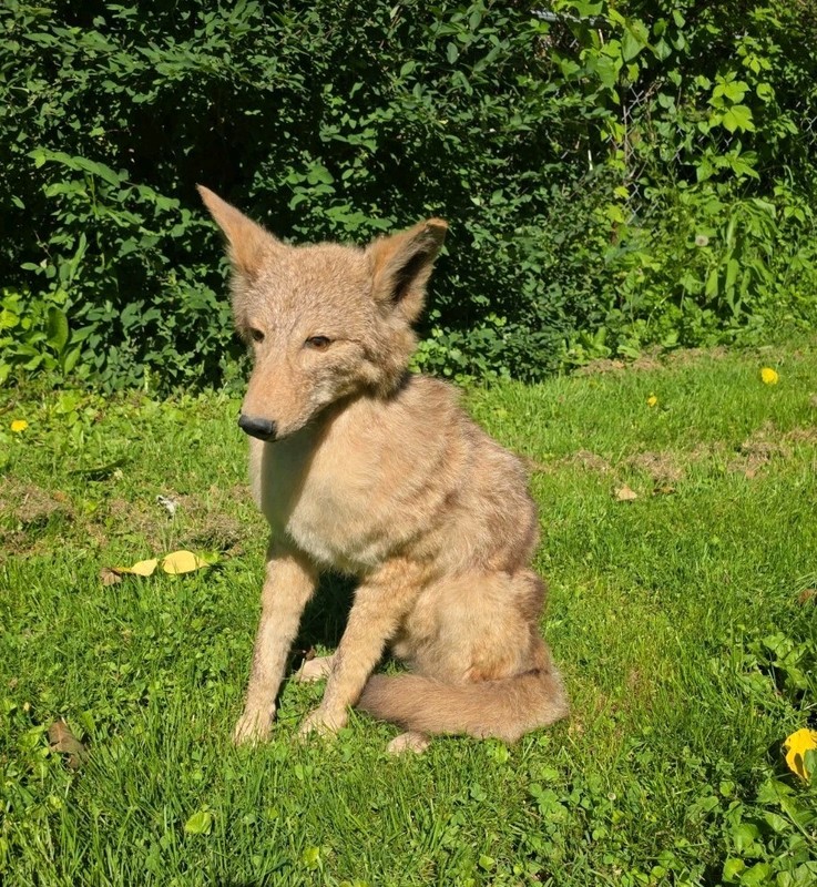Full-Body COYOTE Taxidermy Mount Sitting.