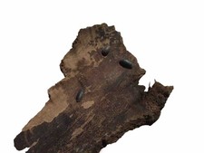 15 Organically Raised Isopods (Armadilidium Vulgare)