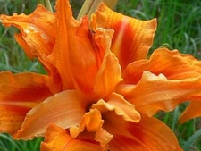 1 - KWANSO DayLily Perennial Flower Bulb Bare Root Plant  *  FALL SHIPPING