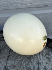 Genuine South Africa OSTRICH Egg Shell Blown Out Hole Empty Clean 5.5" x 4.5"
