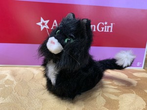 licorice american girl cat