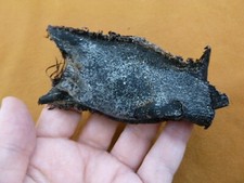 (s800-212) THORNBACK SKATE egg case casing educational Dentiraja lemprieri