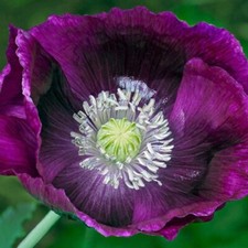 Schlafmohn Lauren's Grape Salatbl&auml;ttriger Mohn Papaver 100+ Samen - Seeds Z 120