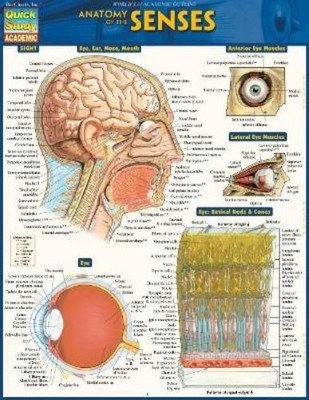 BarCharts, Inc. Anatomy of the Senses (Mixed Media Product) (US IMPORT)