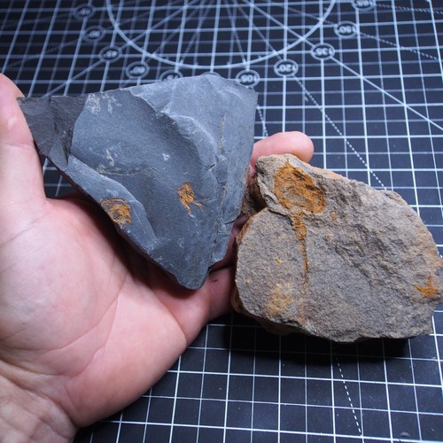 0.8kg Dendrocystites sp. Starfish Ophiura sp. Fossil Morocco Ordovician - Picture 2 of 12