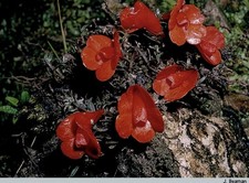Dendrobium agathodaemonis  Ron  s Red  Very Rare miniature orchid species bloom