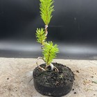 Picture 2 of 11