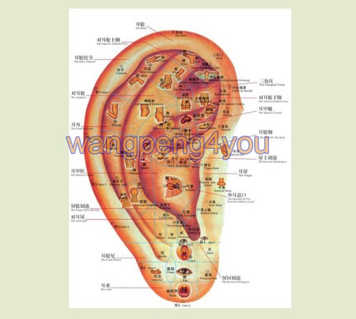 New Auricularpoints Ear Acupuncture Points Detector Electronic Acupuncture Pen! - Picture 5 of 12