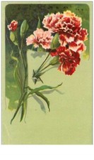 Flowers No. 95 Carnations