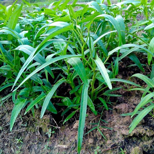 KANG KONG 20 Seeds WATER SPINACH vegetable garden ASIAN BAMBOO LEAF ong choy veg - Picture 3 of 3