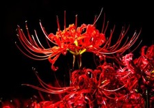 Red Spider Lily Lycoris Radiata Bulbs