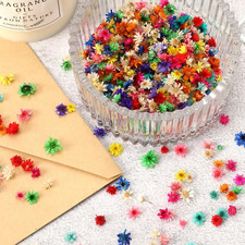 420 Pcs Small Dried Flowers for Crafts, Mini Dried Flowers for Resin Nail Rea...