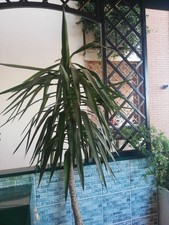 Pianta Tronchetto della Felicità Yucca elephantipes Yucca zampa di Elefante 