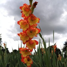 @//(◕‿◕)\@ GLADIOLEN : Gladiolenzwiebeln " Princess Margaret Rose " (Liefert*)