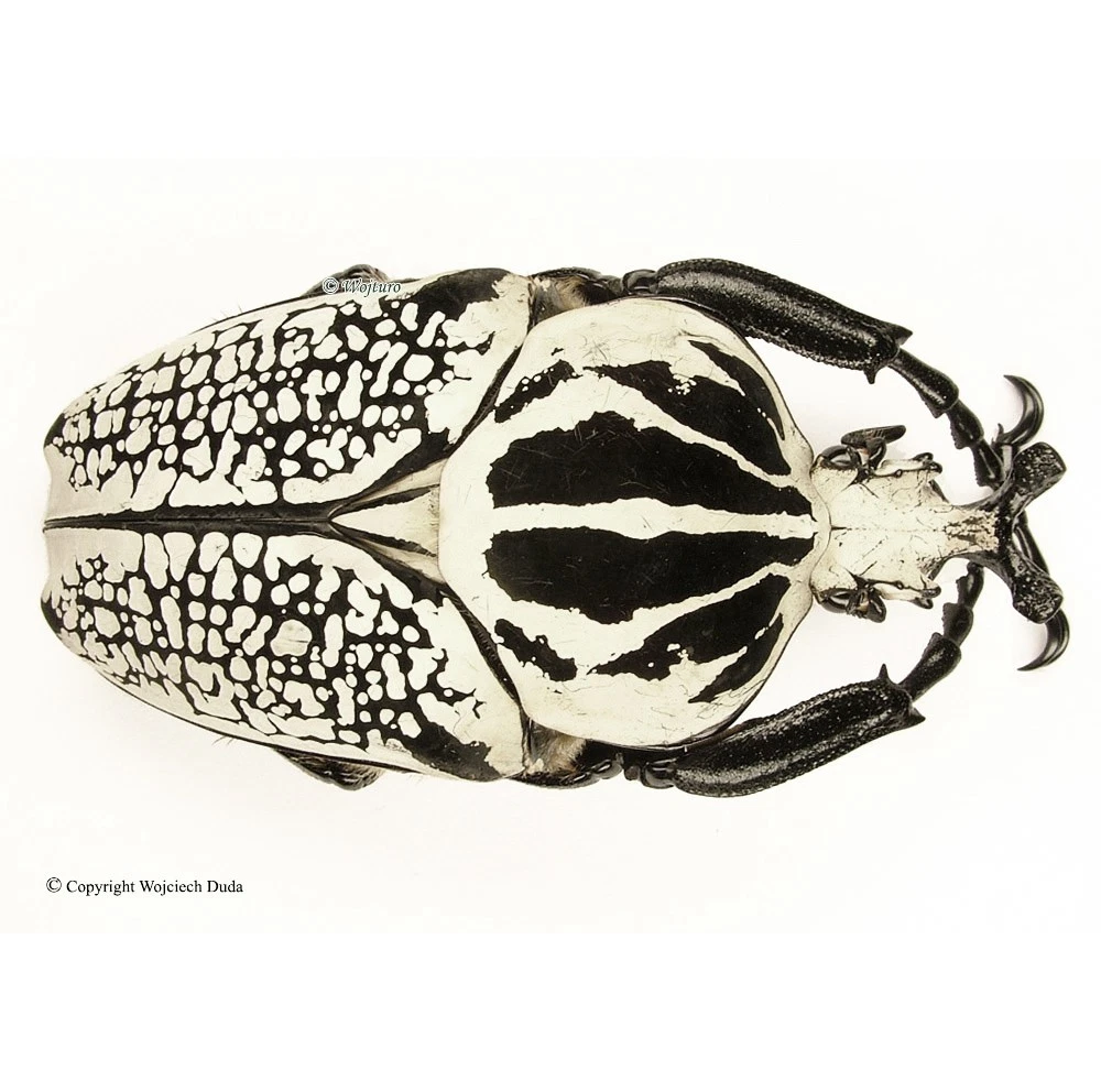 Goliathus Beetle Just Listed 2026