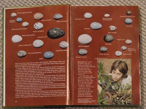 Lied- und Gartenvögel Nordamerikas Alexander Wetmore National Geographic1964 - Bild 7 von 10
