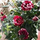 Mini Rose Plant (Red) – Live Starter Plant 6" in 3" Pot – Indoor/Outdoor Garden