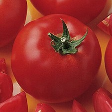 Bush Early Girl Tomato: 15 Seeds