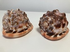 Muscheln Deko 2er Set Meeresschnecke Muschel
