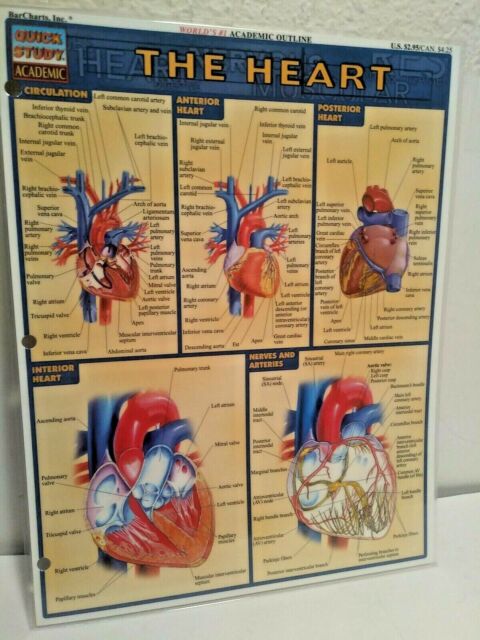 The Heart Anatomy And Workings Of Chart barCarts Inc Mp 679