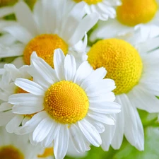 German Chamomile Seeds | 2,500 Seeds | Heirloom / Non-GMO | Free Shipping | 1152