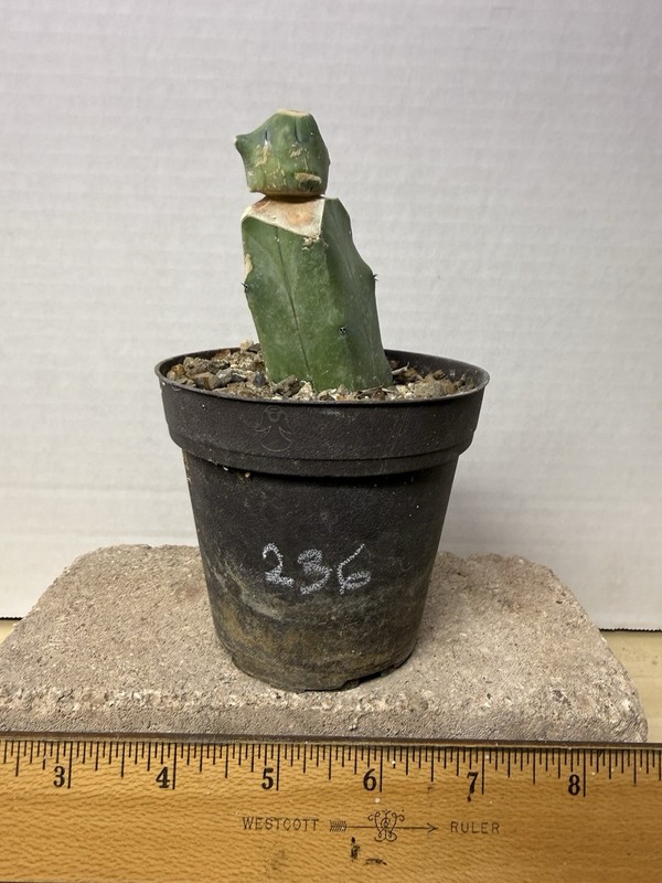 Echinocactus Glaucus Inermis #236 Grafted Rare Live Cactus Plant