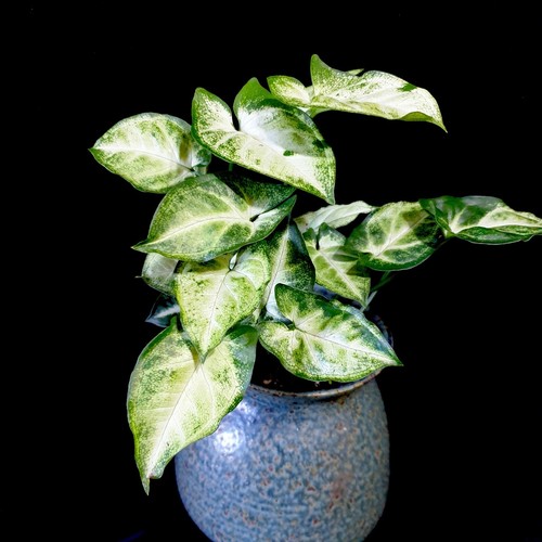 Syngonium Little pixie * Mini clumping indoor plant * Variegated dwarf ...
