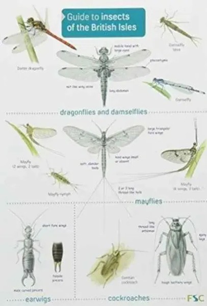 Lewington, R: Guide To Insects Of The British Isles | Richard Lewington | 2012-image