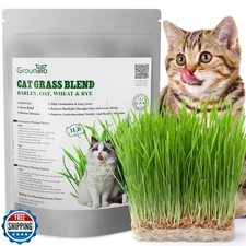 Cat Grass Seeds, 1 Pound, Non-GMO Barley, Oats, Wheat, Rye 4 Vari