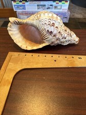 TROMBA DI TRITON CHARONIA TRITONIS - LUNGA 10” - SPLENDIDO MOTIVO