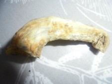 Small Cast Horn From A Cross Bred Lamb - Just 2" In Length. c/v.