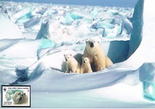 Niedźwiedź polarny z chłopięcym prześcieradłem 5.2