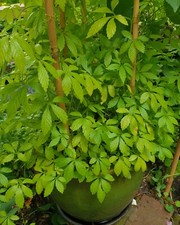 Jiaogulan 'Tea of Immortality', Gynostemma plug, Rare Herb for Tea,