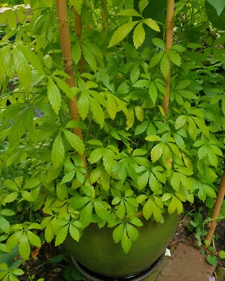 Jiaogulan 'Tea of Immortality', Gynostemma plug, Rare Herb for Tea ...