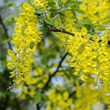 Laburnum Vossii Golden Rain Tree Large 3-4ft in a 3 Litre Pot By Direct Plants