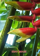 PHOTO  IMPATIENS NIAMNIAMENSIS OR PARROT PLANT (OR CONGO COCKATOO)