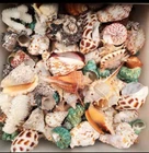 200g natural conch shell  fish tank aquarium  landscaping beautiful DIY Material