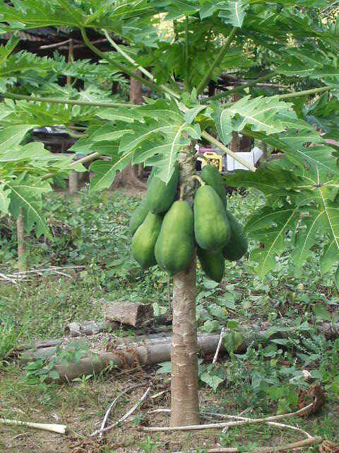 50 Original Solo Sunrise Papaya Seeds Bear Fruits Low To The