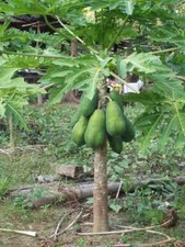 50 Original Solo Sunrise Papaya Seeds Bear Fruits Low To The Ground In 9 Months