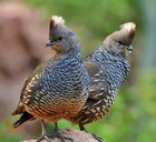 40 Mixed Bag Of Pheasant And Quail Hatching Eggs — photo 2