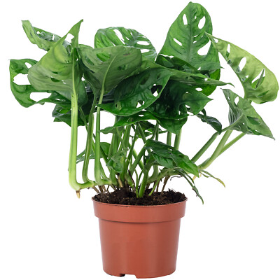 Fensterblatt - Monstera 'Monkey' - Topfgre 12 cm, Hhe ca. 25 cm | eBay.de