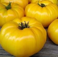 YELLOW BEEFSTEAK TOMATO SEEDS 20 GARDEN vegetables INDETERMINATE FREE SHIPPING