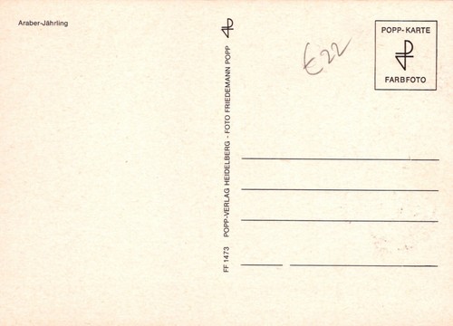 Bulgaria Maxi Card FDC Cavalli Arabi Francobolli Zayix 0125M0173 - Foto 5 di 5