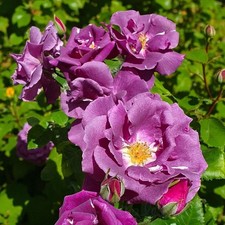 Rose Bush Rhapsody in Blue in 14cm Pot -  Fragrant Purple Floribunda Rose Plant