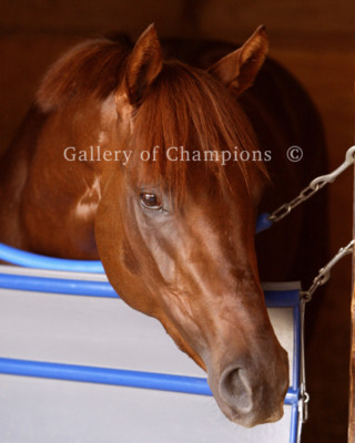 Smarty Jones Portrait 1 Photo 8'' x 10 - 24'' x 30'' 