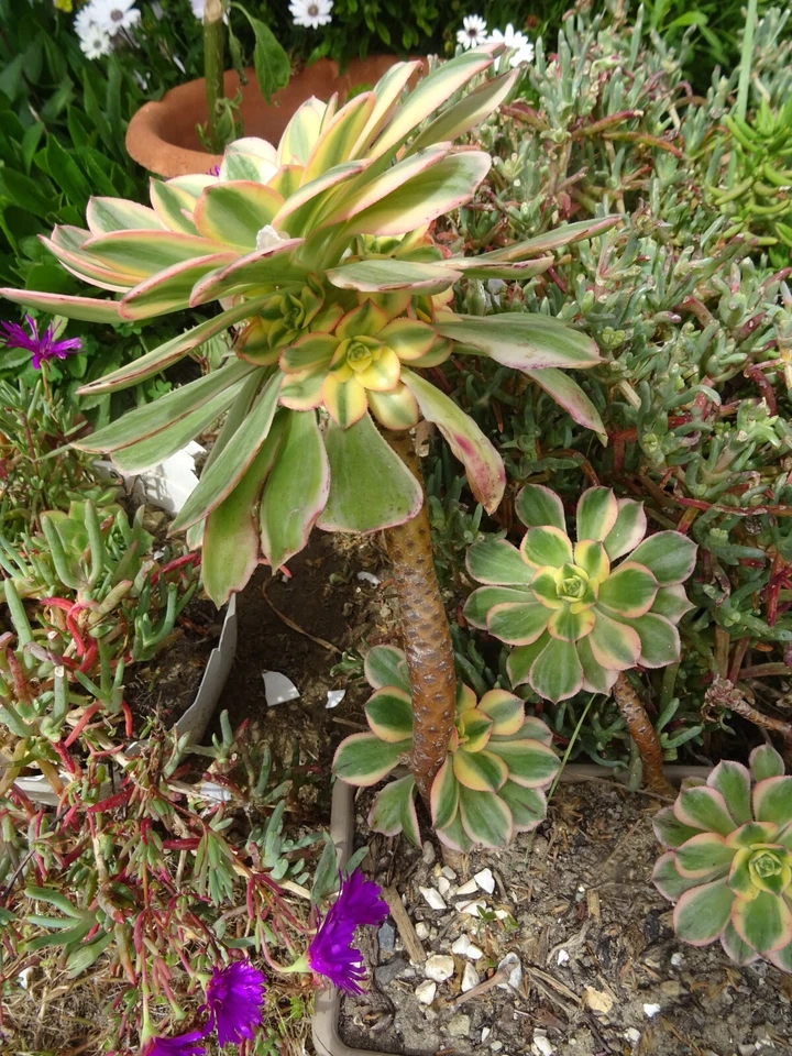 merceriearts créatifs  couture  4M,30 en tout biais  et galons noir  bleu marine - Photo 2/4