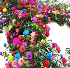 40 Mixed Colors Climbing Rose Seeds Beautiful Flower Plant
