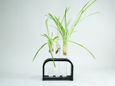 3-Hole Plant Propagation Station - USA Made Countertop Stand  Glass Vials